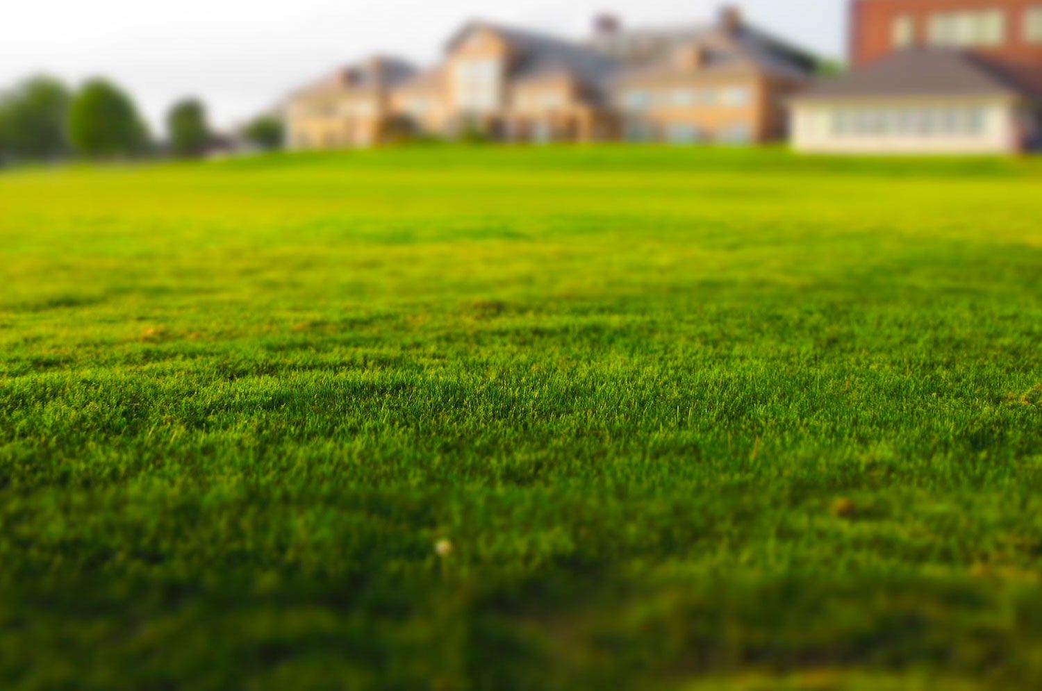 turf fitting Realizzazione Tappeti Erbosi