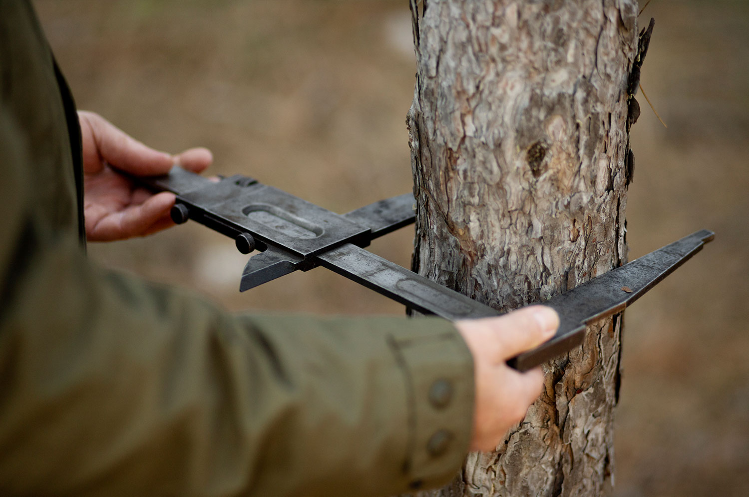 Abbattimento Alberi