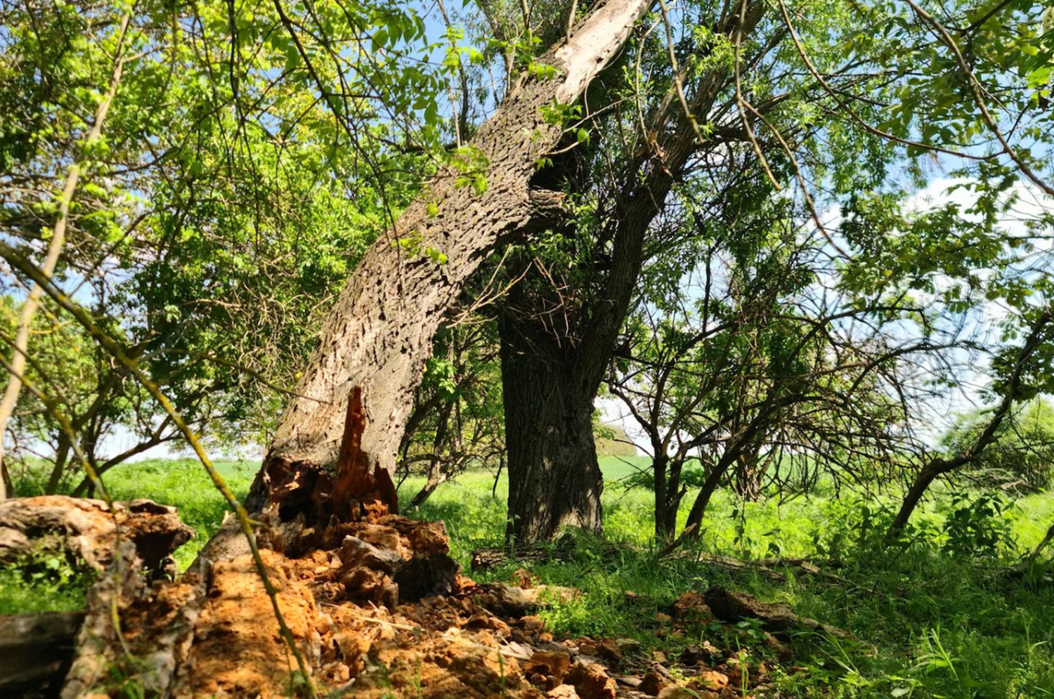 Abbattimento Alberi