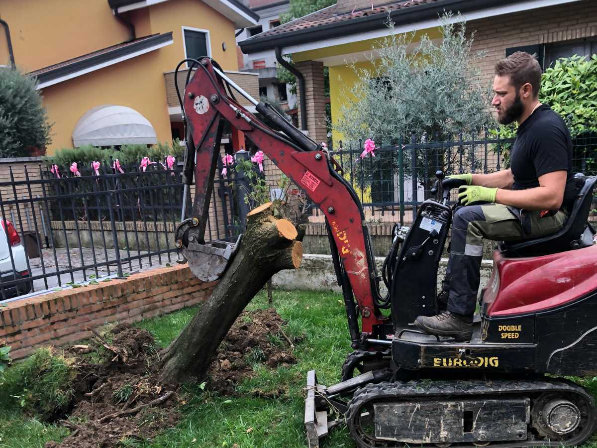 Rimozione Alberi Padova Rimozione Alberi Padova