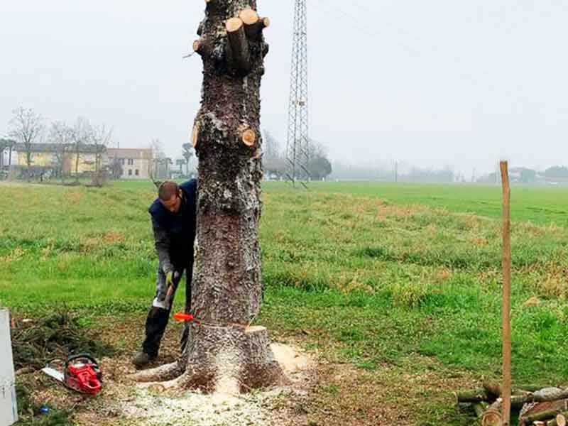 Abbattimento Alberi Mestrino Padova Home